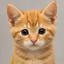 cat / USDG
