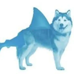 Shark / SOL