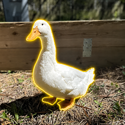 Donald D. / SOL