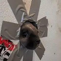 DIH / SOL