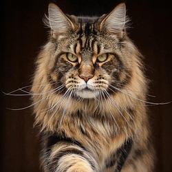 COON CAT