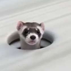 P0PFERRET
