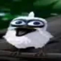 bird