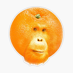 orangutan