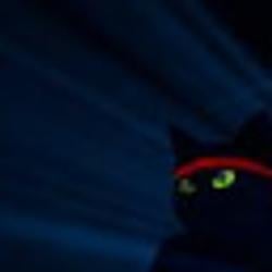 ninjacat / SOL