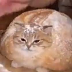 Breadcat / SOL