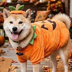 HALOWEEN