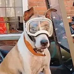 GROMIT / SOL