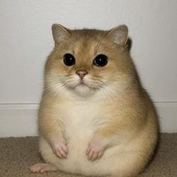 HamCat