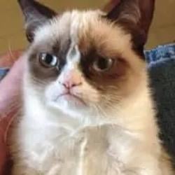 GRUMPYCAT / SOL