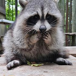 Raccoon