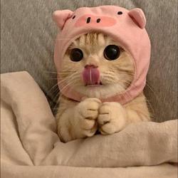 $PIGCHI