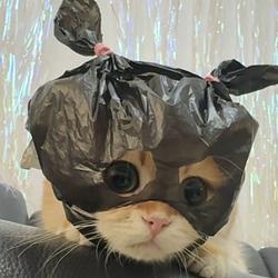 BAGCAT