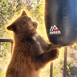 boxingbear