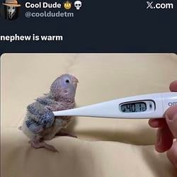 NEPHEW