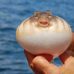 PUFFERFISH