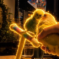 lovebird / SOL