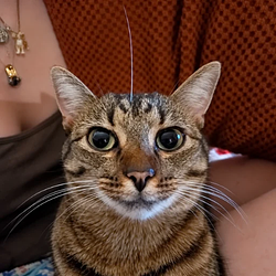 Alfalfa