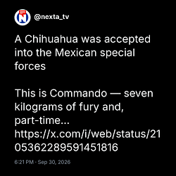CHIHUAHUA