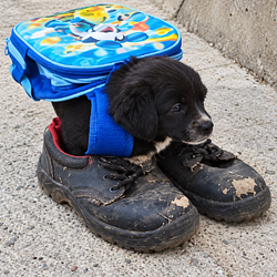DogWifBag