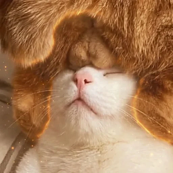CNUT / SOL