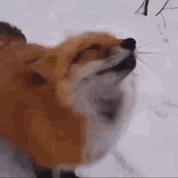 boop