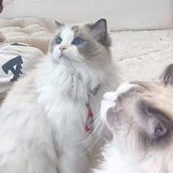 Mimi