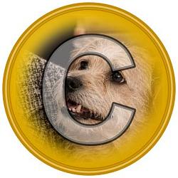 Calicoin
