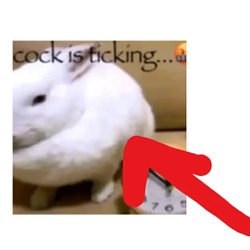 cock / SOL