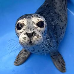 Biscuits The Seal logo