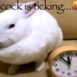 cock / SOL