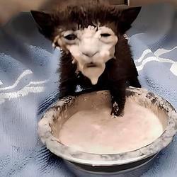 milkcat / SOL