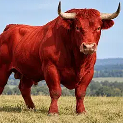 REDBULL