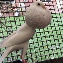 ￼