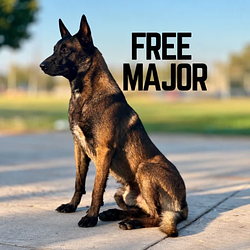 MAJOR