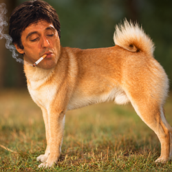ALPACHINU