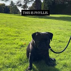 PHYLLIS