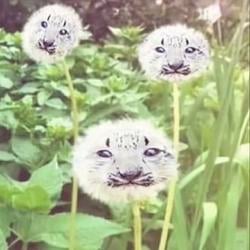 DANDY