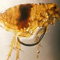 RatFlea