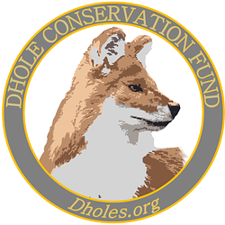 Dhole