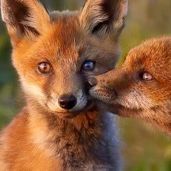 FOXOFTHEDAY / SOL
