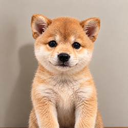 inu