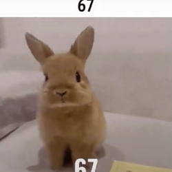 67RABBIT