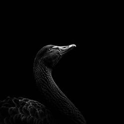 BLACKSWAN / SOL