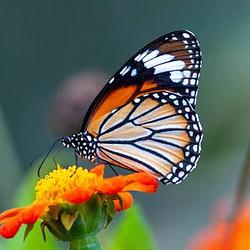 TEST645845 / SOL