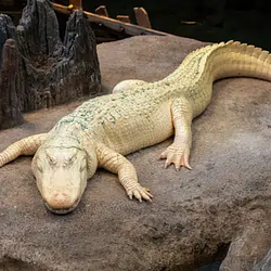 Claude the Alligator