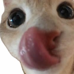 嘴馋猫 / BNB