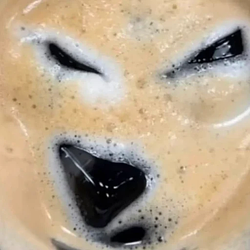 cappuccinu / SOL