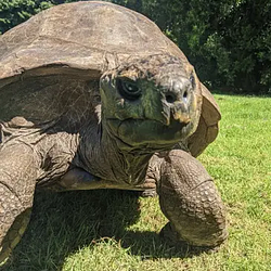 JONATHAN