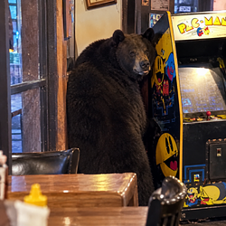 PACBEAR